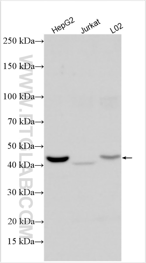 Western Blot (WB) analysis of various lysates using CRLF2 Polyclonal antibody (28365-1-AP)