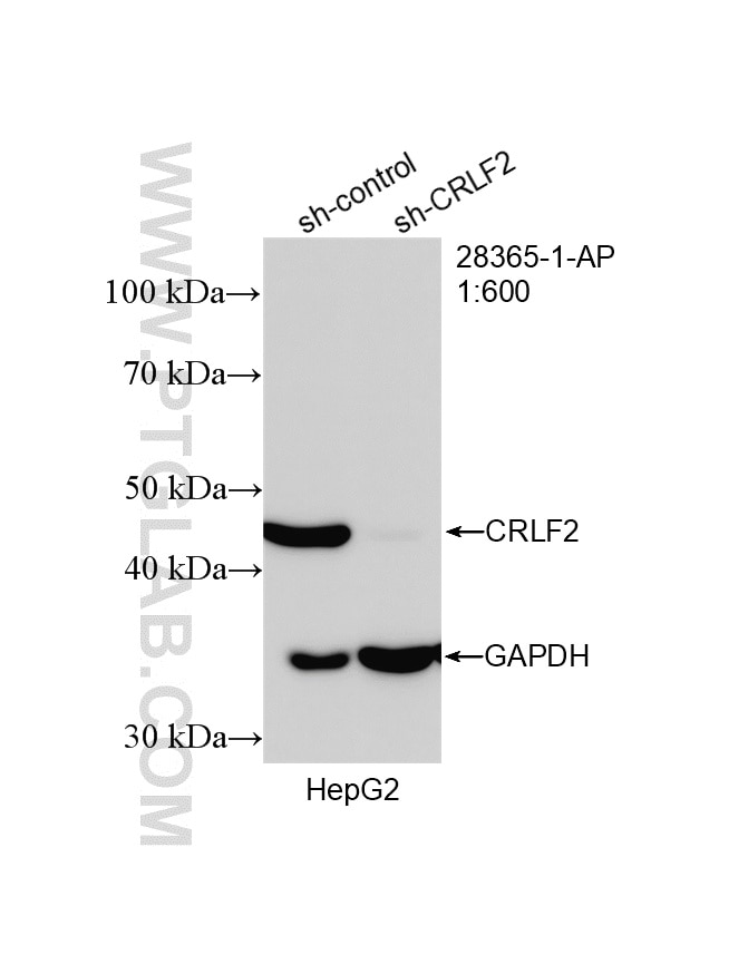 Western Blot (WB) analysis of HepG2 cells using CRLF2 Polyclonal antibody (28365-1-AP)