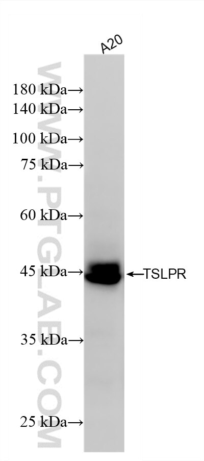 WB analysis of A20 using 87914-4-RR Western Blot (WB) analysis of A20 cells using CRLF2 Recombinant monoclonal antibody (87914-4-RR)