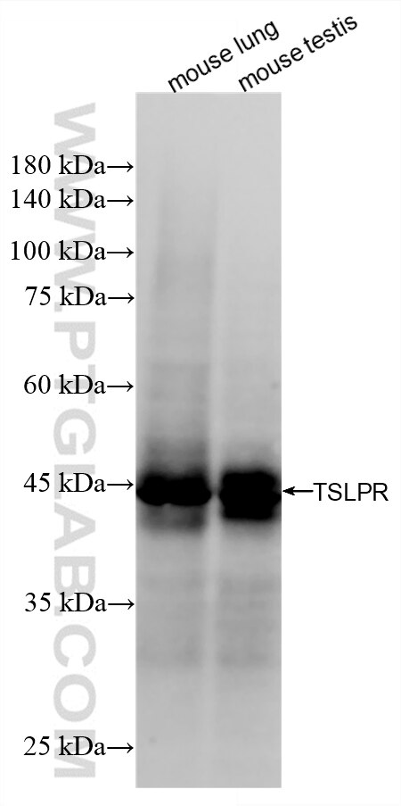 WB analysis using 87914-4-RR Western Blot (WB) analysis of various lysates using CRLF2 Recombinant monoclonal antibody (87914-4-RR)