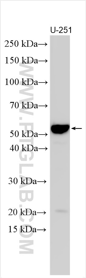 Western Blot (WB) analysis of various lysates using CRLF3 Polyclonal antibody (11567-1-AP)