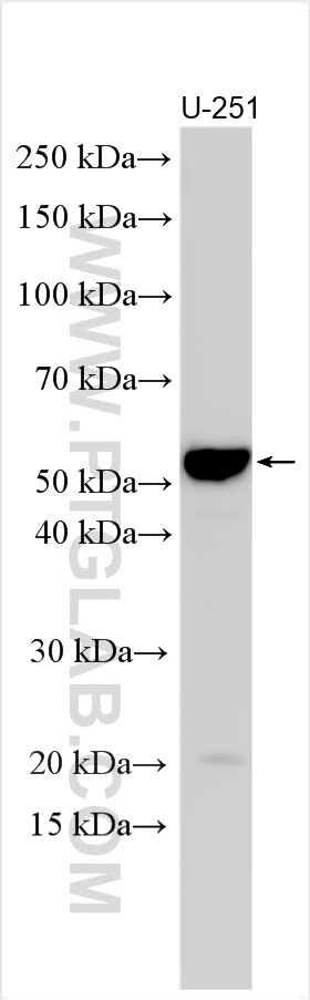 Western Blot (WB) analysis of various lysates using CRLF3 Polyclonal antibody (11567-1-AP)