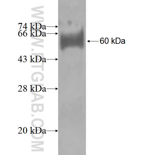CRLF3 fusion protein Ag2144 SDS-PAGE