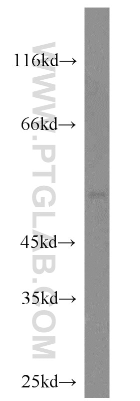 Western Blot (WB) analysis of mouse heart tissue using CRLS1 Polyclonal antibody (51055-1-AP)