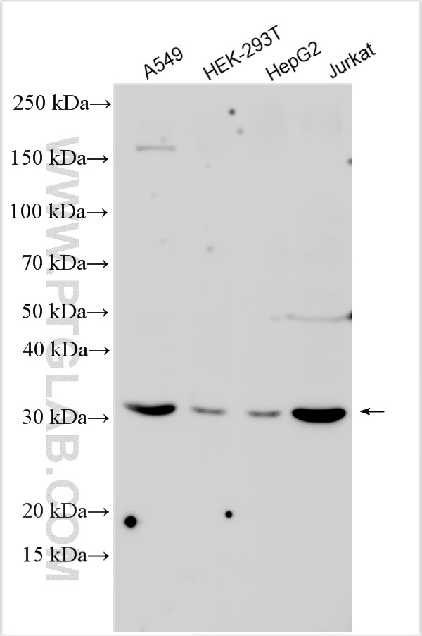 Western Blot (WB) analysis of various lysates using CRLS1-Specific Polyclonal antibody (14845-1-AP)