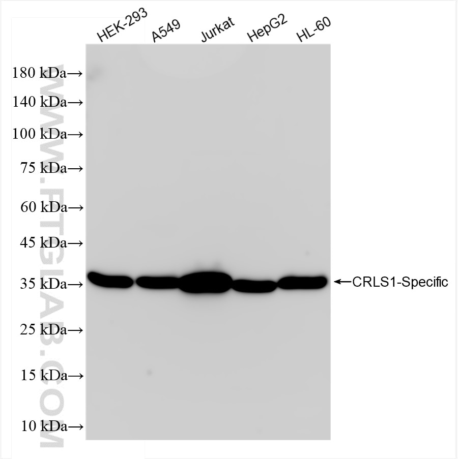Western Blot (WB) analysis of various lysates using CRLS1-Specific Recombinant antibody (84302-1-RR)