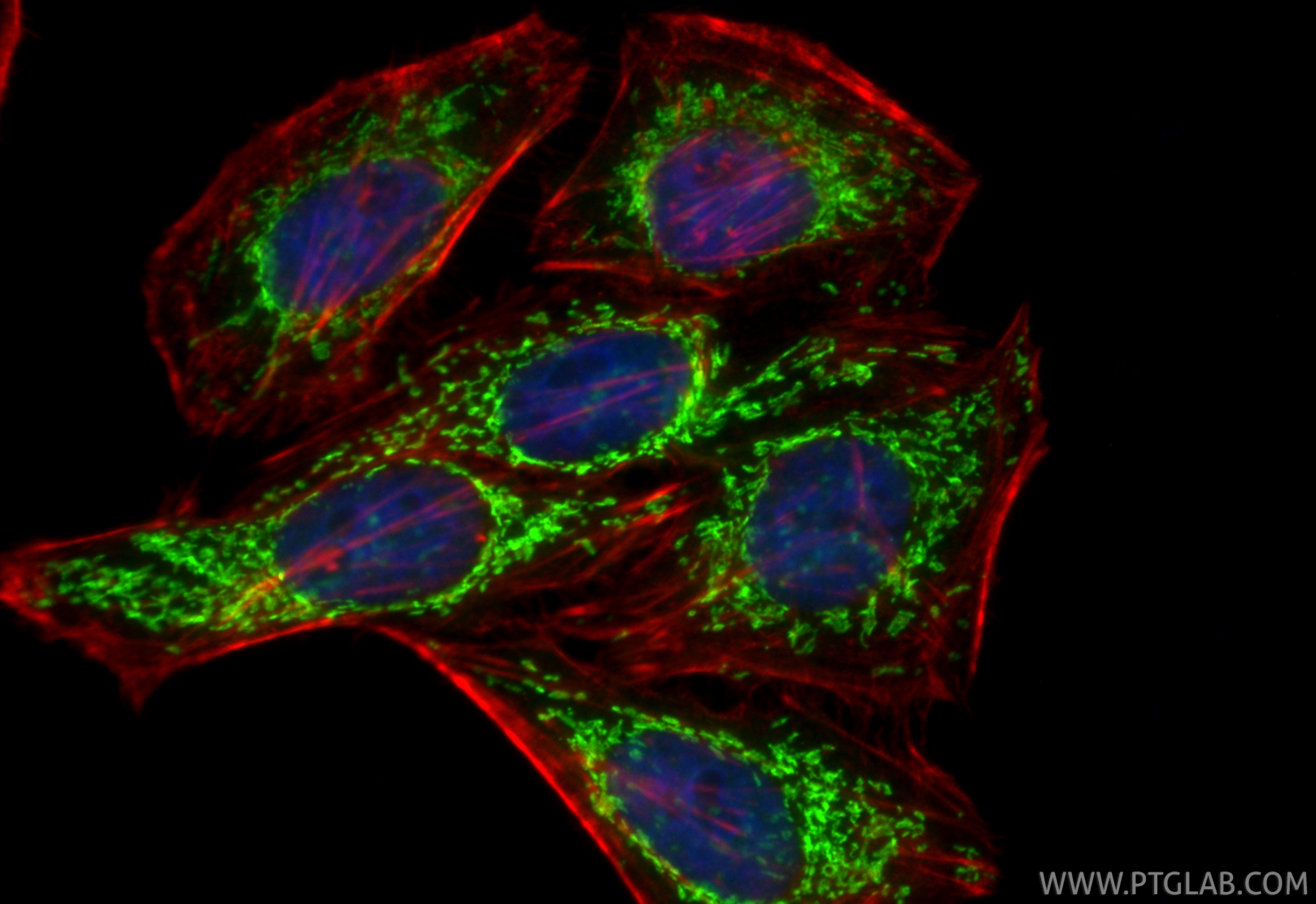 Immunofluorescence (IF) / fluorescent staining of HepG2 cells using CoraLite® Plus 488-conjugated CRLS1-Specific Recom (CL488-84302-2)