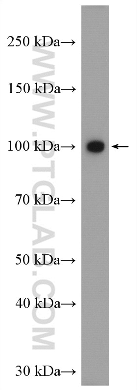 Western Blot (WB) analysis of C6 cells using CRM1 Polyclonal antibody (27917-1-AP)