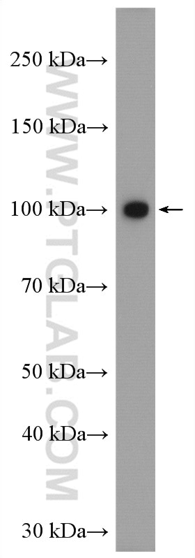 WB analysis of C6 using 27917-1-AP