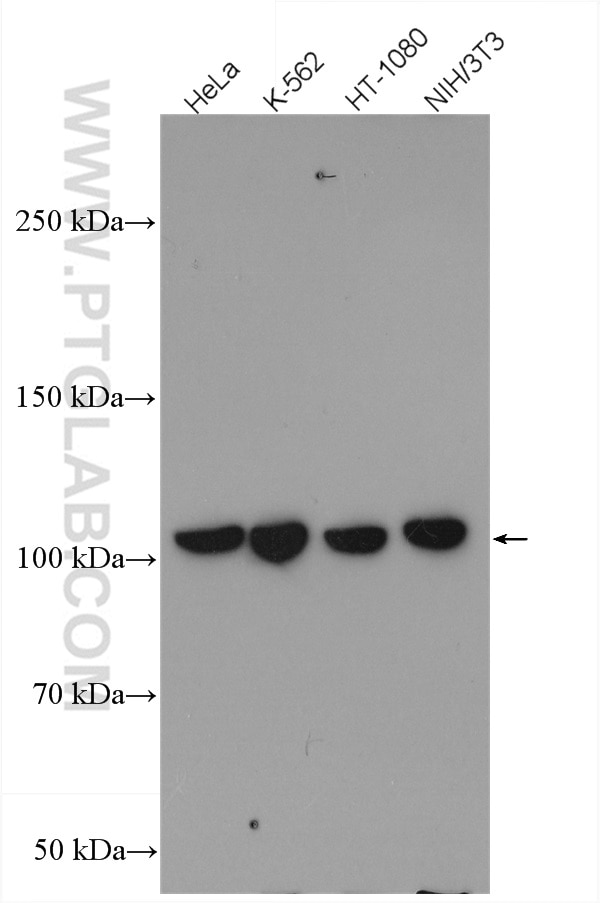Western Blot (WB) analysis of various lysates using CRM1 Polyclonal antibody (27917-1-AP)