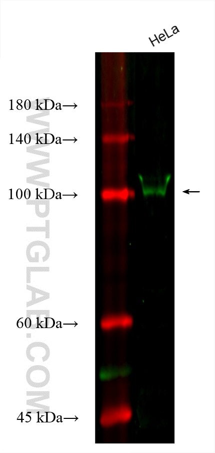 Western Blot (WB) analysis of various lysates using CoraLite® Plus 488-conjugated CRM1 Monoclonal anti (CL488-66763)