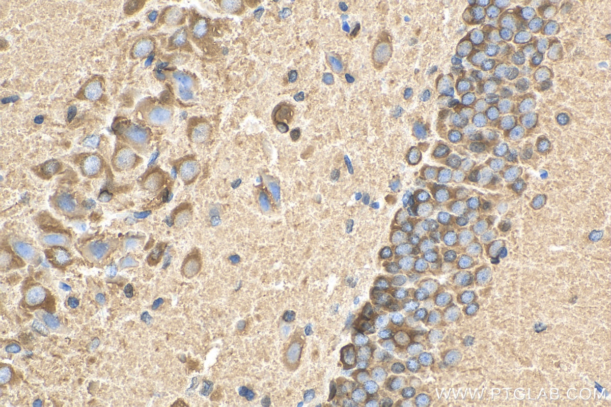 Immunohistochemistry (IHC) staining of rat brain tissue using CRMP1 Polyclonal antibody (10317-1-AP)