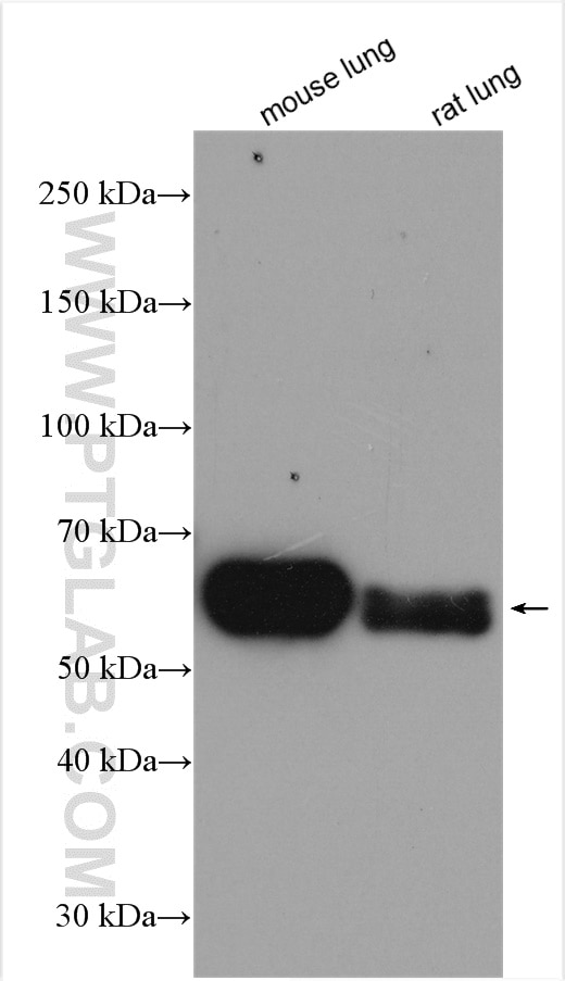 Western Blot (WB) analysis of various lysates using CRMP1 Polyclonal antibody (29497-1-AP)