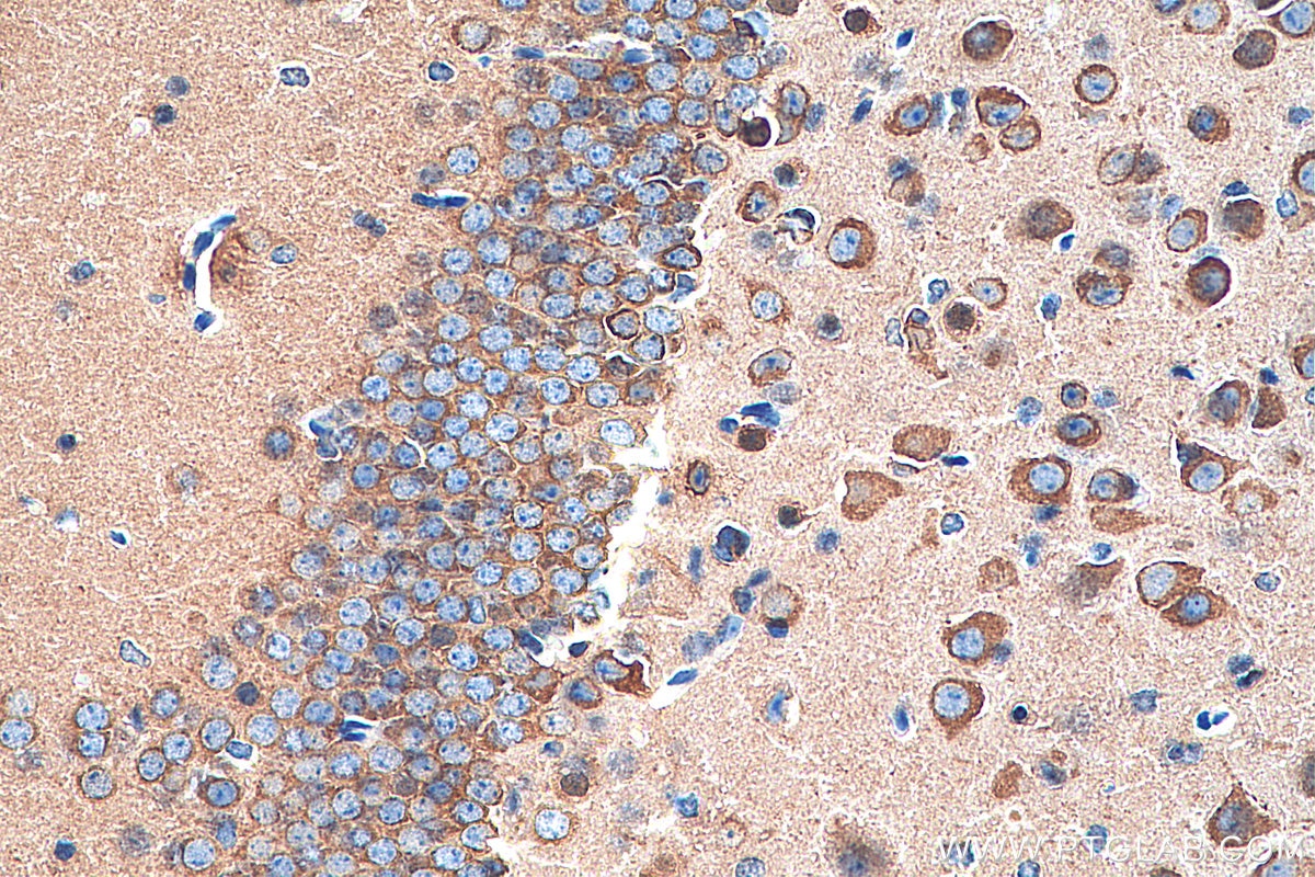 Immunohistochemistry (IHC) staining of mouse brain tissue using CRMP1 Monoclonal antibody (68021-1-Ig)
