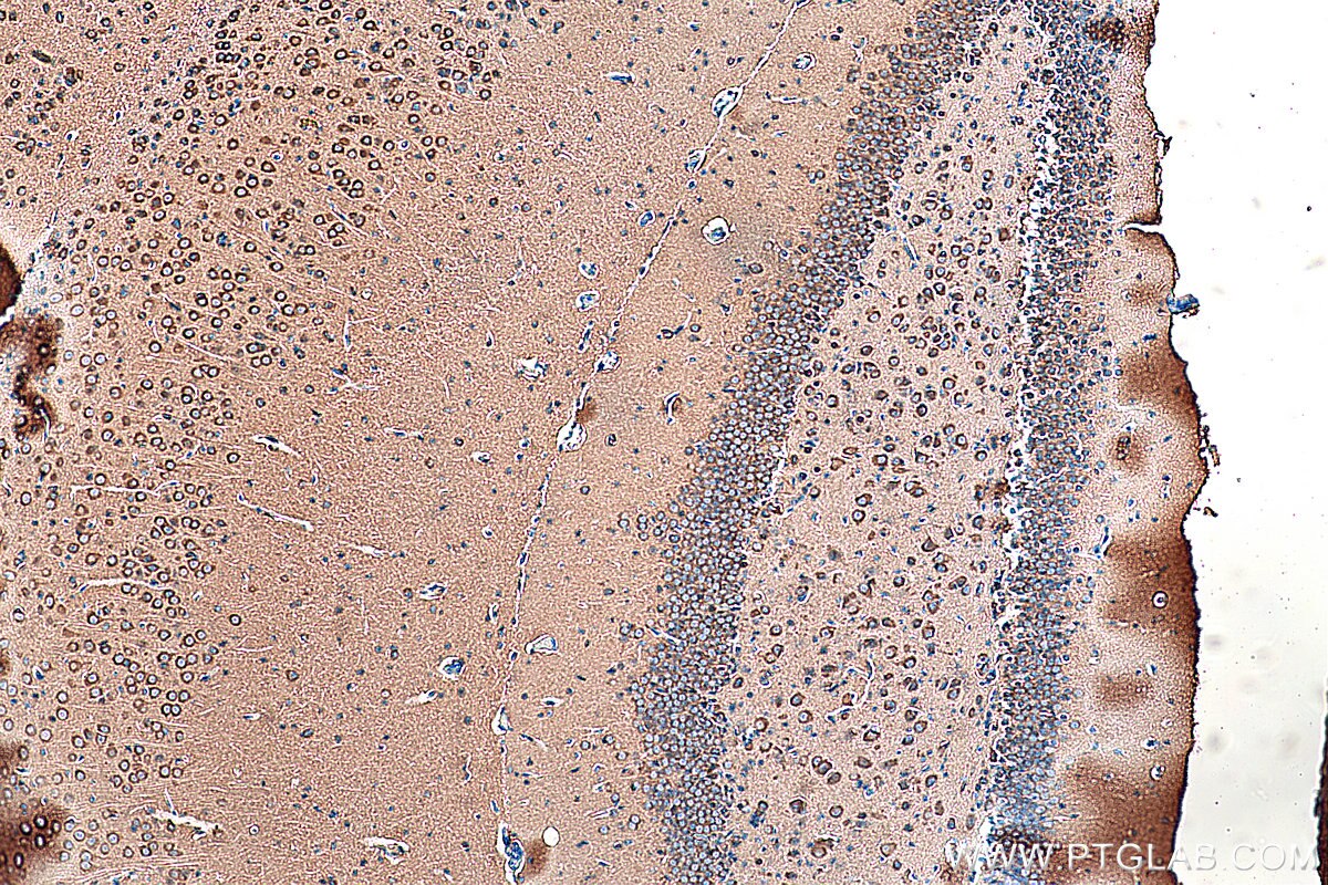 Immunohistochemistry (IHC) staining of mouse brain tissue using CRMP1 Monoclonal antibody (68021-1-Ig)