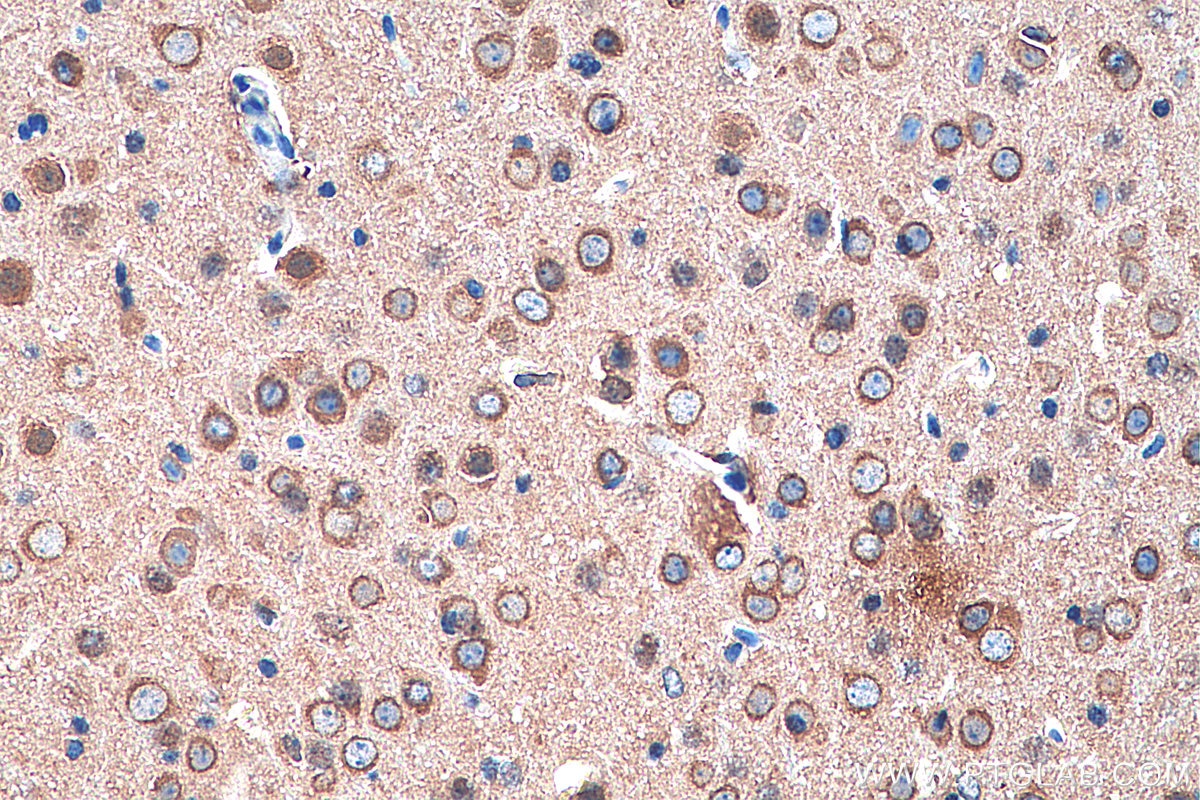 Immunohistochemistry (IHC) staining of mouse brain tissue using CRMP1 Monoclonal antibody (68021-1-Ig)