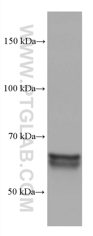 Western Blot (WB) analysis of pig brain tissue using CRMP1 Monoclonal antibody (68021-1-Ig)