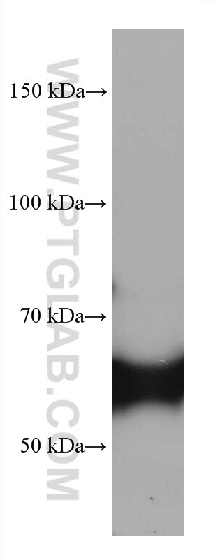 Western Blot (WB) analysis of pig cerebellum tissue using CRMP1 Monoclonal antibody (68021-1-Ig)