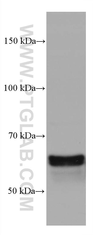 Western Blot (WB) analysis of rabbit cerebellum tissue using CRMP1 Monoclonal antibody (68021-1-Ig)