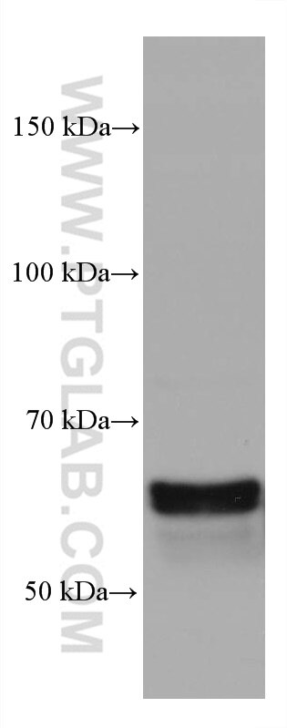 Western Blot (WB) analysis of rabbit cerebellum tissue using CRMP1 Monoclonal antibody (68021-1-Ig)