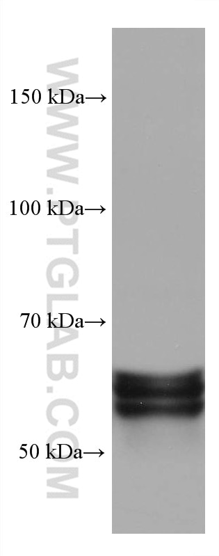 WB analysis of rat cerebellum using 68021-1-Ig