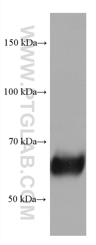 Western Blot (WB) analysis of mouse cerebellum tissue using CRMP1 Monoclonal antibody (68021-1-Ig)