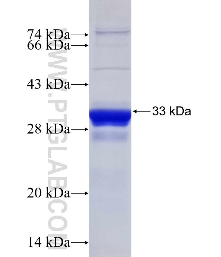 CRMP1 fusion protein Ag30090 SDS-PAGE