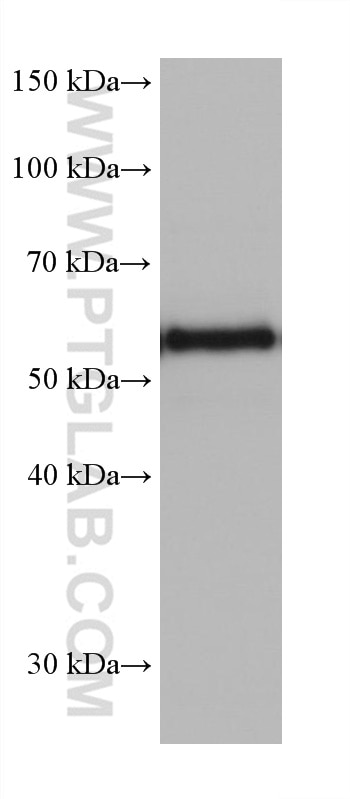 Western Blot (WB) analysis of rat cerebellum tissue using CRMP5 Monoclonal antibody (68272-1-Ig)