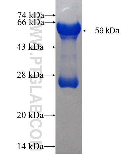 CRNN fusion protein Ag2374 SDS-PAGE