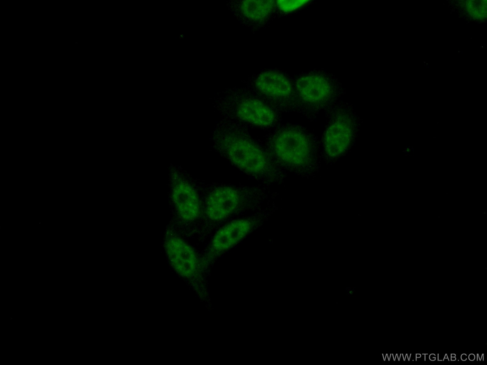 Immunofluorescence (IF) / fluorescent staining of HepG2 cells using CROP Polyclonal antibody (14504-1-AP)