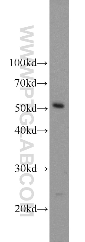 Western Blot (WB) analysis of HepG2 cells using CROP Polyclonal antibody (14504-1-AP)