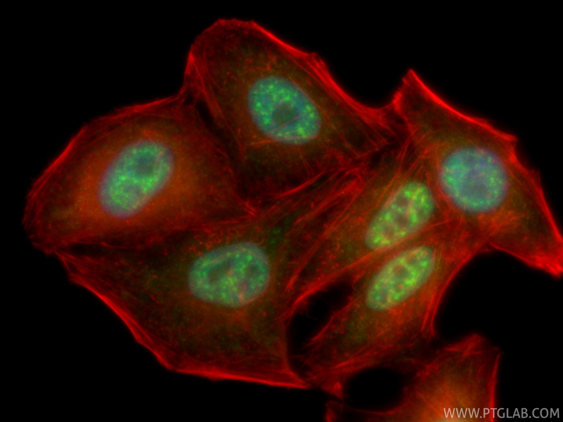 IF Staining of HepG2 using CL488-86690 Immunofluorescence (IF) / fluorescent staining of HepG2 cells using CoraLite® Plus 488-conjugated CROP Recombinant mon (CL488-86690)