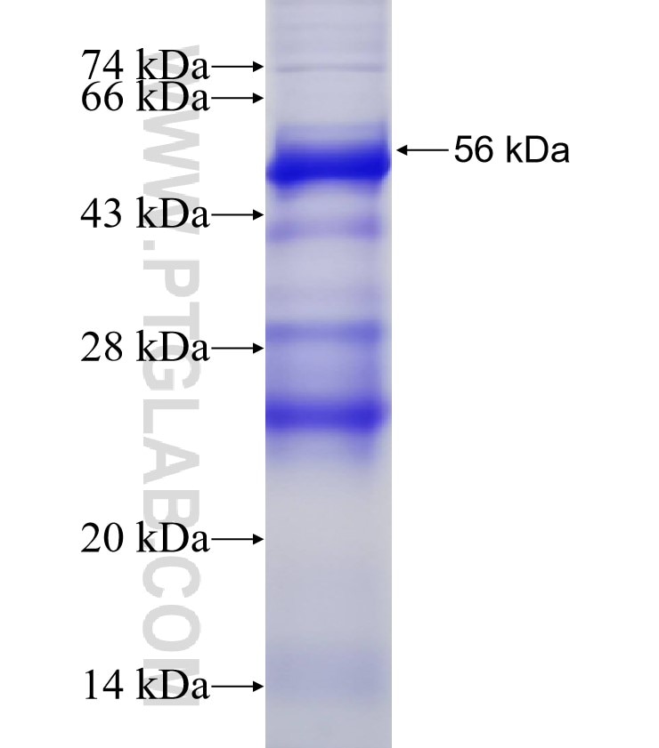 CROT fusion protein Ag4486 SDS-PAGE