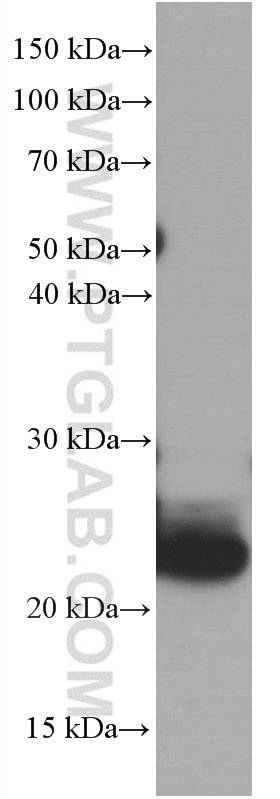 Western Blot (WB) analysis of pig liver tissue using CRP Monoclonal antibody (66250-1-Ig)