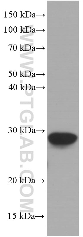 Western Blot (WB) analysis of rat liver tissue using CRP Monoclonal antibody (66250-1-Ig)
