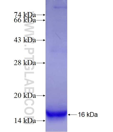 CRP fusion protein Ag9883 SDS-PAGE