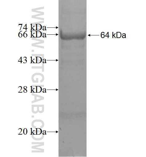 CRTAC1 fusion protein Ag3673 SDS-PAGE