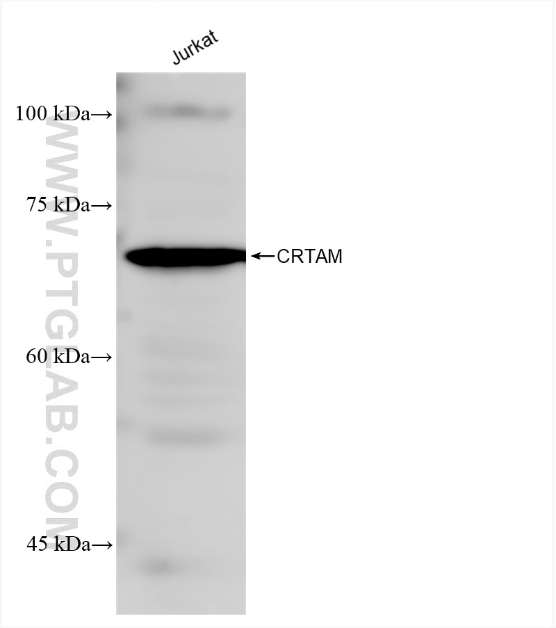Western Blot (WB) analysis of various lysates using CRTAM/CD355 Recombinant antibody (84068-4-RR)