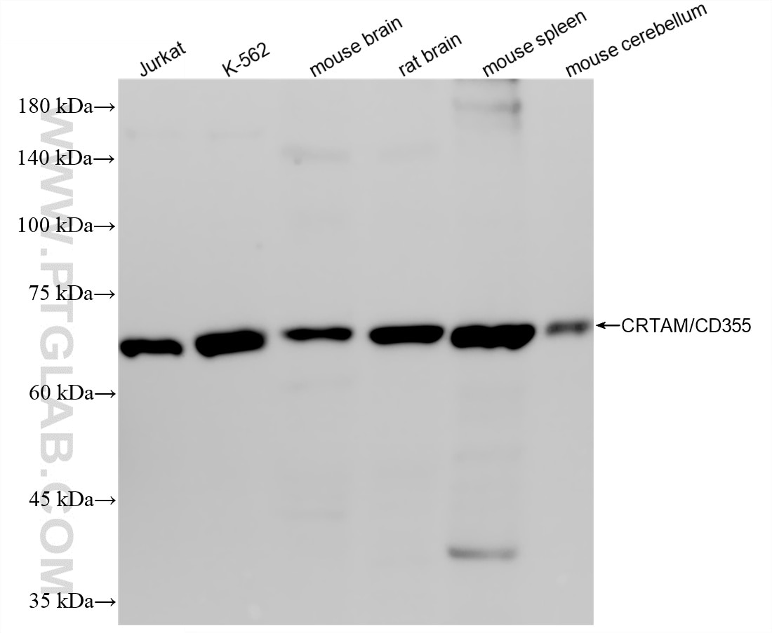 Western Blot (WB) analysis of various lysates using CRTAM/CD355 Recombinant monoclonal antibody (84068-4-RR)
