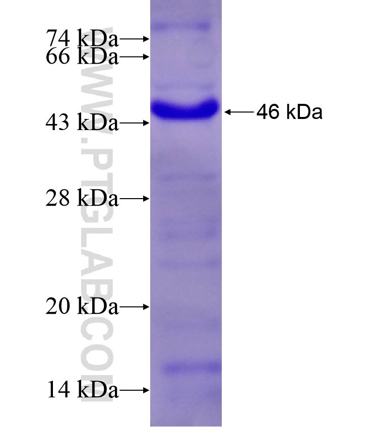 CRTAM fusion protein Ag9945 SDS-PAGE