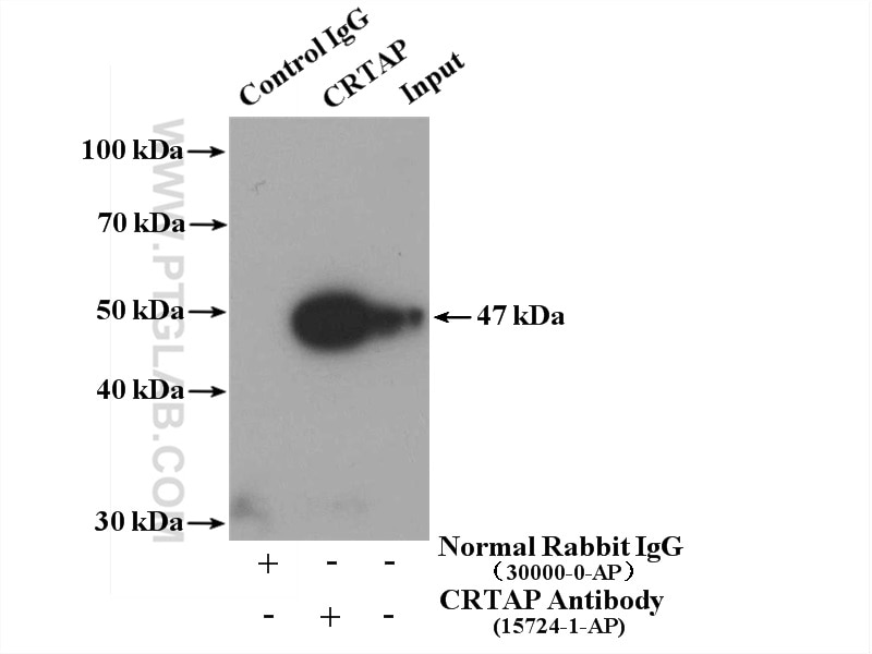 Immunoprecipitation (IP) experiment of HEK-293 cells using CRTAP Polyclonal antibody (15724-1-AP)