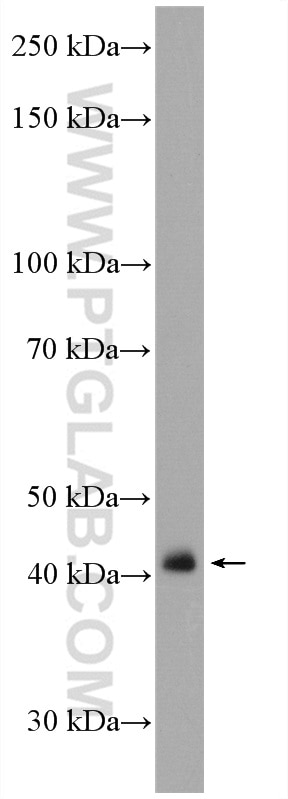 WB analysis of NIH/3T3 using 15724-1-AP