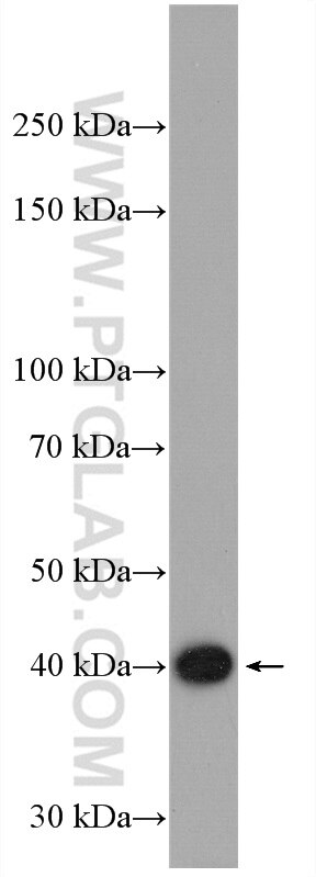 Western Blot (WB) analysis of ROS1728 cells using CRTAP Polyclonal antibody (15724-1-AP)