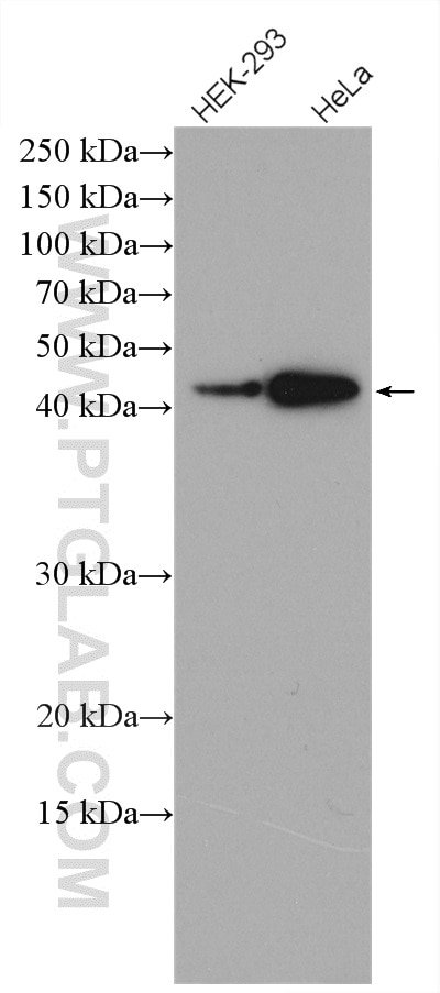 Western Blot (WB) analysis of various lysates using CRTAP Polyclonal antibody (15724-1-AP)
