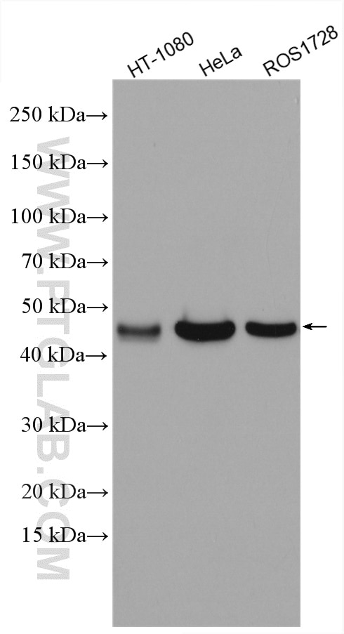 Western Blot (WB) analysis of various lysates using CRTAP Polyclonal antibody (15724-1-AP)