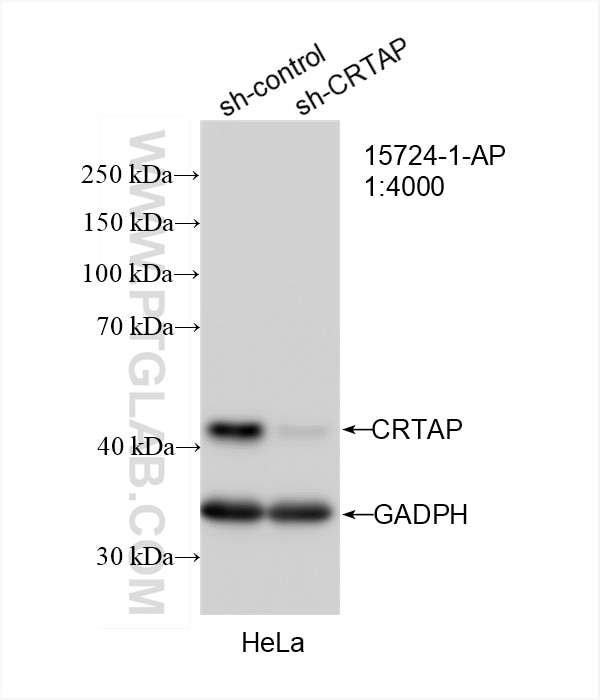 Western Blot (WB) analysis of HeLa cells using CRTAP Polyclonal antibody (15724-1-AP)