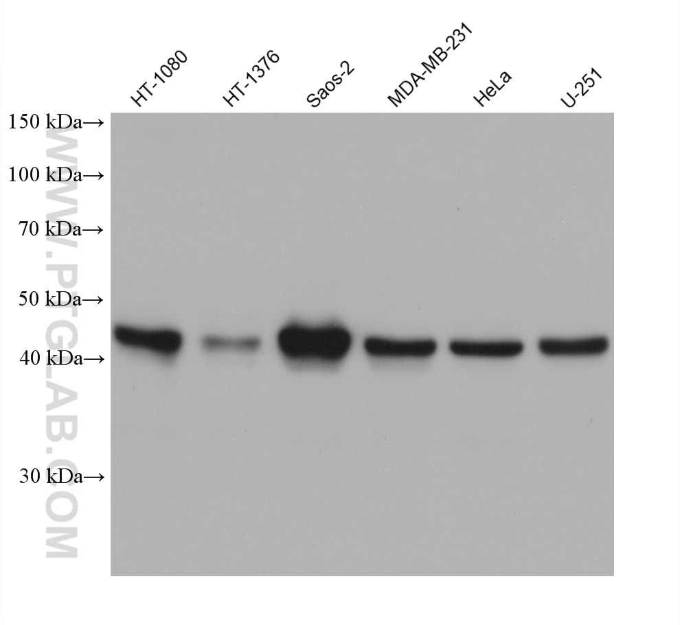 Western Blot (WB) analysis of various lysates using CRTAP Monoclonal antibody (68458-1-Ig)