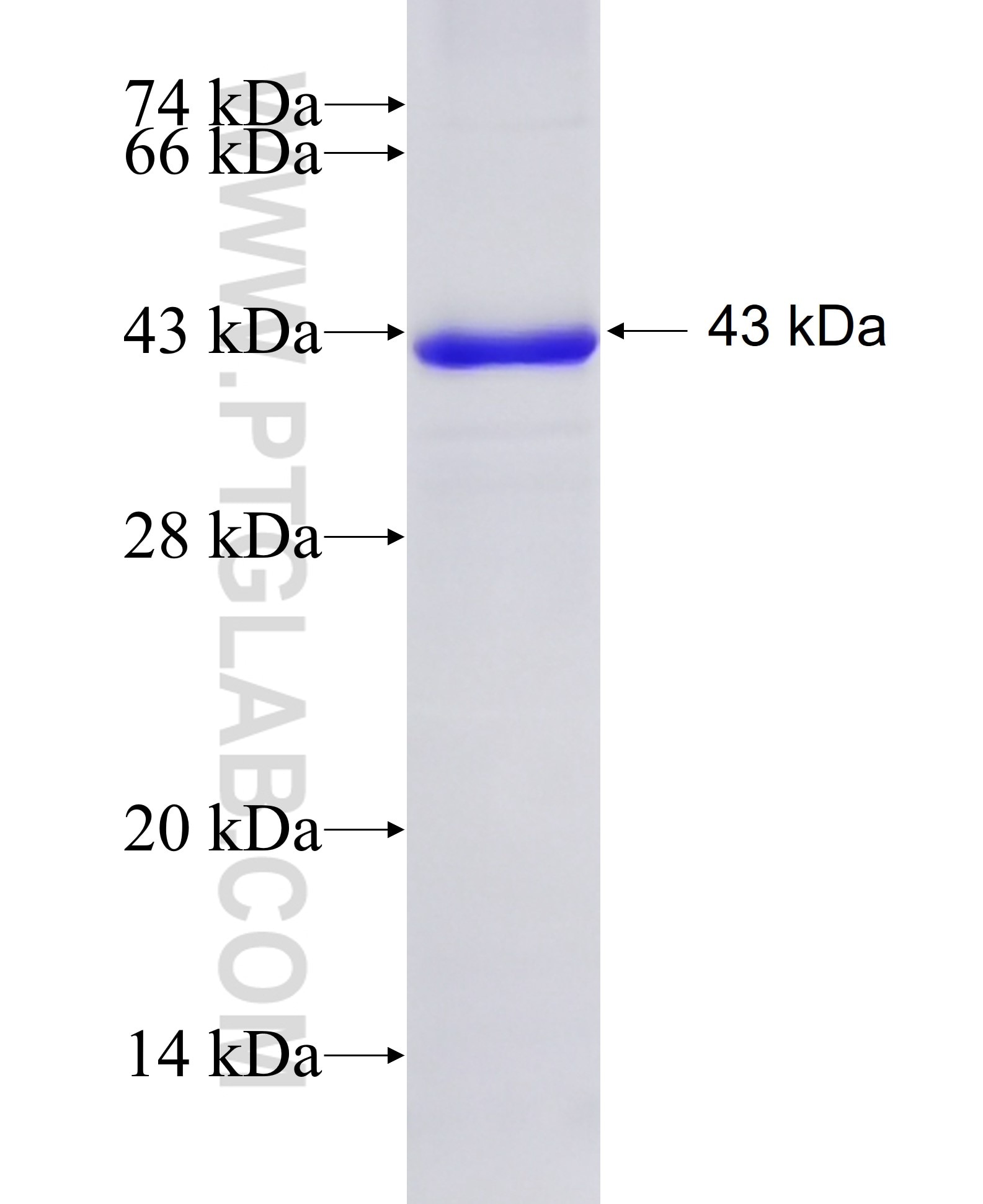 CRTAP fusion protein Ag8456 SDS-PAGE