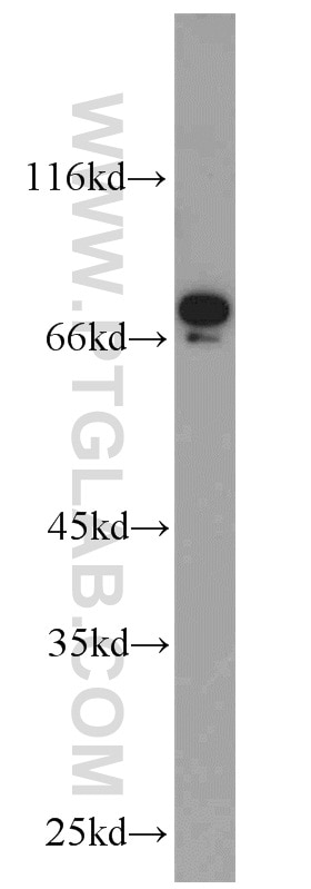 Western Blot (WB) analysis of mouse brain tissue using TORC1/CRTC1 Polyclonal antibody (10441-1-AP)