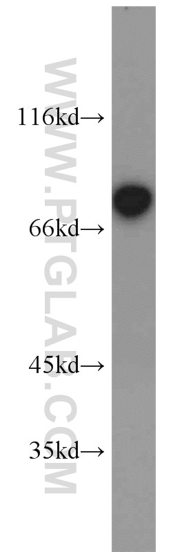Western Blot (WB) analysis of L02 cells using TORC1/CRTC1 Polyclonal antibody (10441-1-AP)